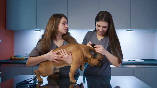 女兽医和护士在动物医院检查法国斗牛犬的牙