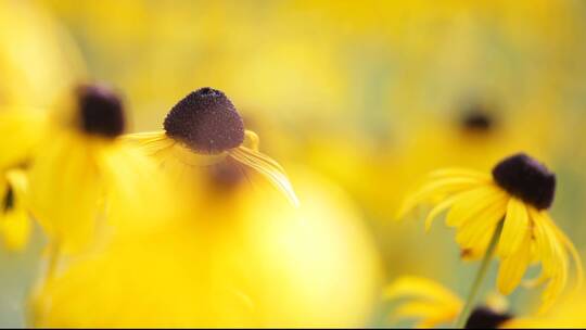黄色的花朵，金光菊属，在清晨轻轻摇曳视频素材模板下载
