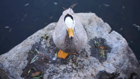 鸭子斑头雁在岸边岩石上梳理羽毛视频素材模板下载