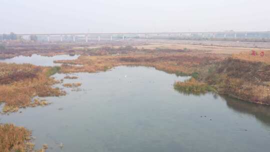 航拍 湿地 鸟 自然保护区 湿地保护区 北方