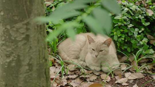 猫咪 流浪猫宠物公园秋天夏天春天树林