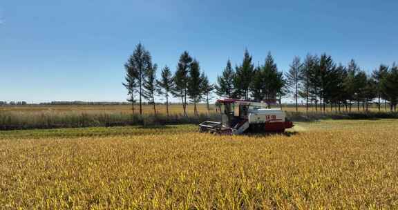 北大荒水稻田收割粮食航拍