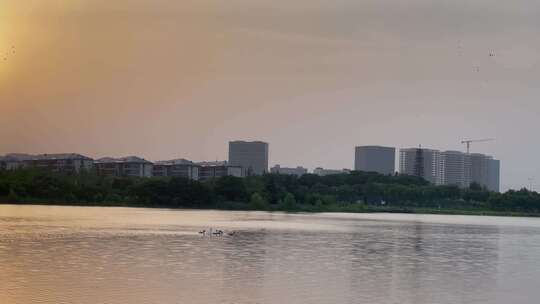 城市湿地公园河流天鹅湖