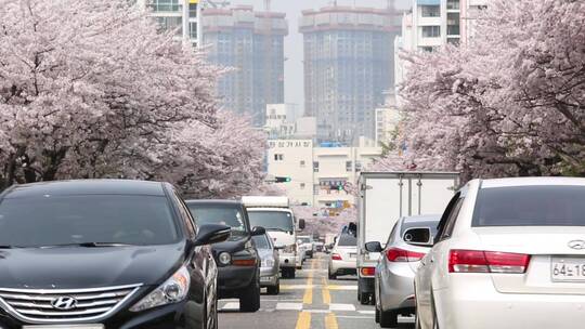 韩国樱花街道车来车往春天