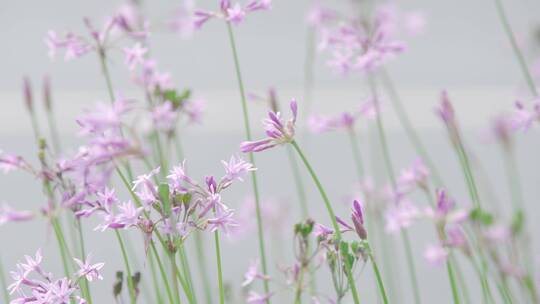 城市内的花——紫娇花