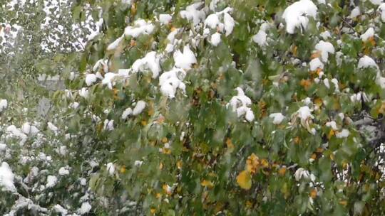 雪花飘落在树枝上特写镜头