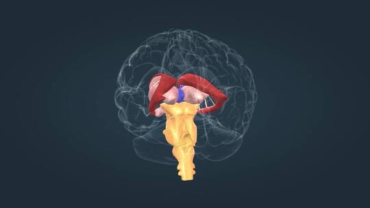 医学动画人体器官大脑中枢神经全息三维动画视频素材模板下载