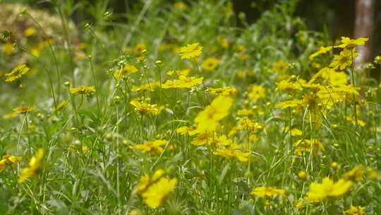 户外野花 山野 野菊花 花海