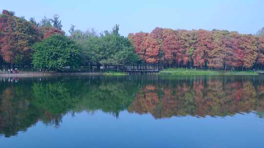 广州麓湖公园落羽杉山林湖景自然风光