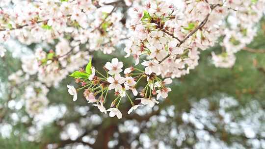 春天盛开的迎春花梅花