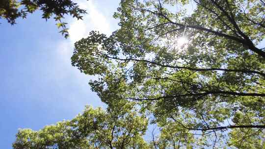 夏天阳光穿过树林树叶子自然风景视频素材视频素材模板下载