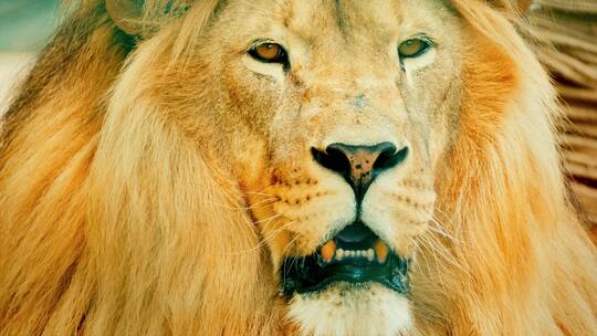 狮子头部特写镜头野生动物动物园视频素材模板下载