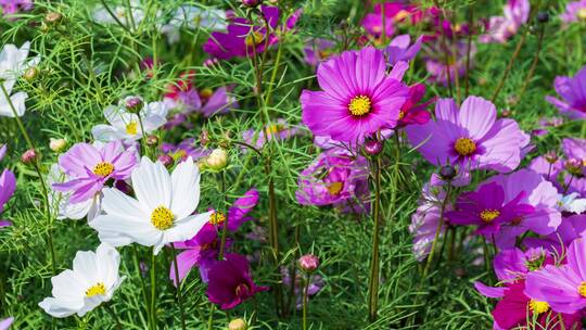 格桑花波斯菊花海