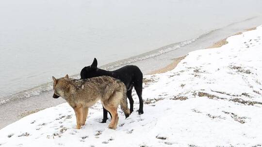 探索雪地的狗
