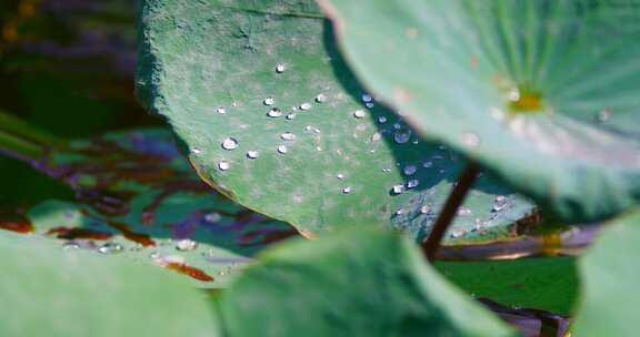 雨后荷叶上的露水珠