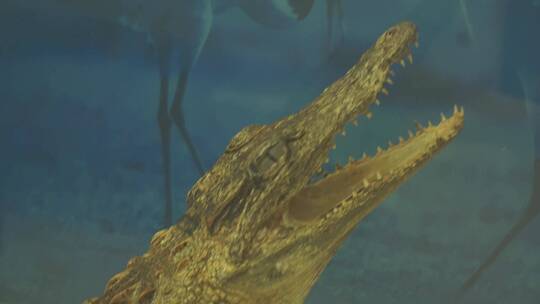 鳄鱼扬子鳄两栖动物标本视频素材模板下载