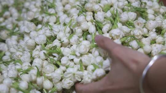 升格慢动作微距特写茉莉花与茉莉花茶制作