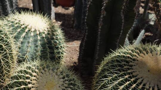 沙漠植物多肉植物仙人掌仙人球视频素材模板下载