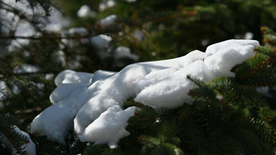 4K雪压松柏常规视频