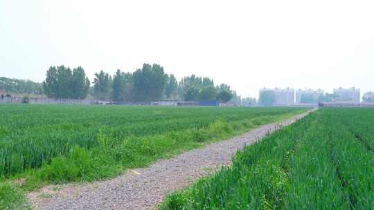 4K植物风景空镜素材——麦田