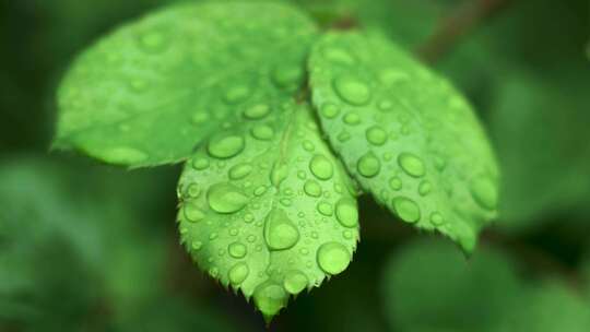 春天雨天植物叶子雨滴雨水的自然治愈风景