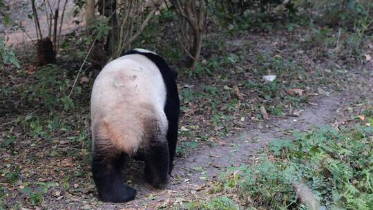 国宝大熊猫爬行特写镜头视频素材模板下载