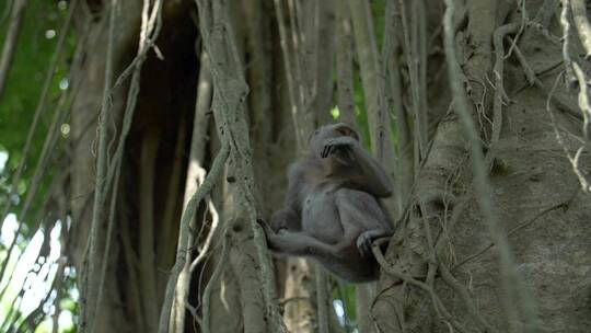 一只猴子坐在树上四处张望