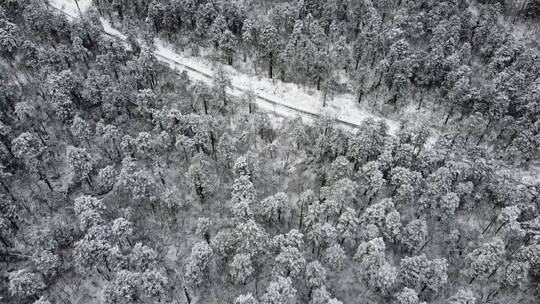 航拍佛教名山四川峨眉山，云海缭绕树林白雪