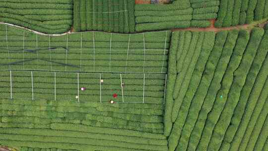 茶叶茶山采茶茶园茶叶红茶绿茶春茶茶叶茶