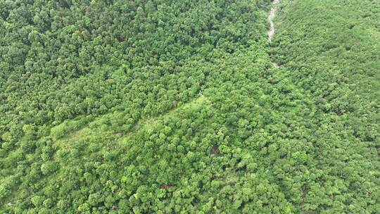 山林航拍森林山峰树林原始森林生态自然环境