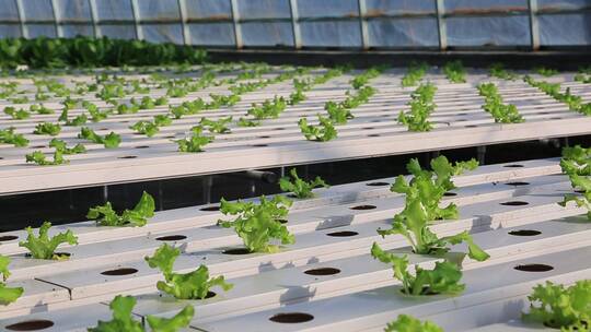 现代化农业温室大棚设施