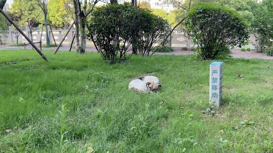 户外绿草地上睡觉的小狗 4k视频素材模板下载