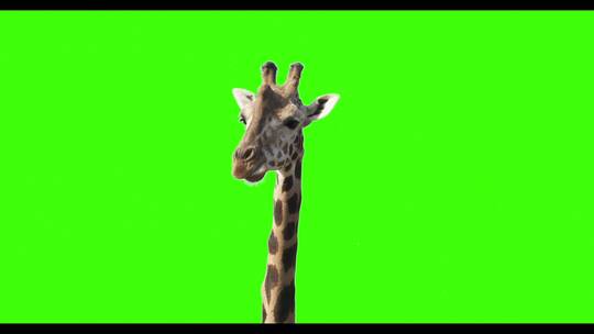 一只长颈鹿在吃东西时看着镜头的绿色屏幕