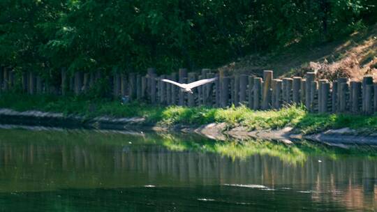 4K升格实拍在河流上飞翔翱翔的野生动物白鹭