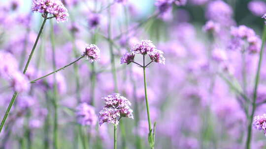 薰衣草 花海