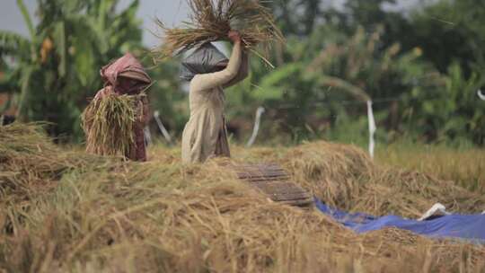 农民用原始的方式收割稻子粮食