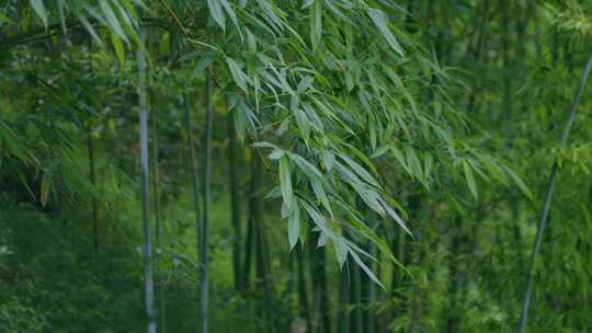 竹子竹叶微风吹动
