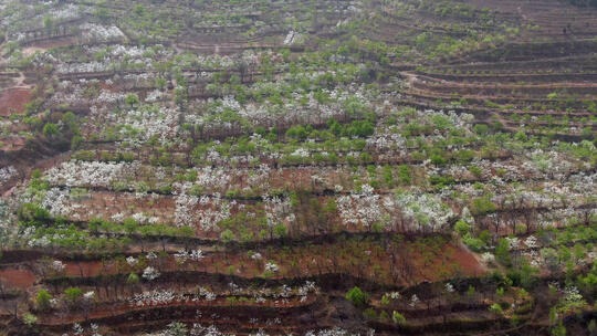 梨花 春天 春暖花开 花瓣雨