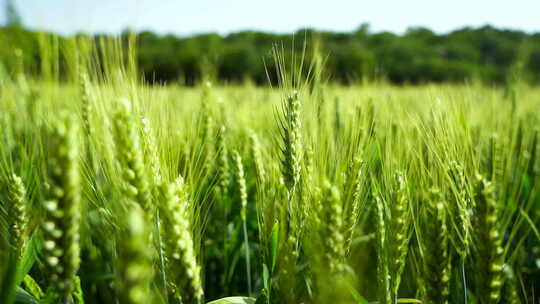 麦田里绿色饱满的麦穗在风中摇摆