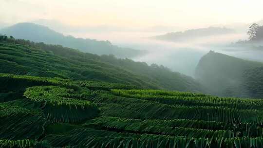 茶山茶园茶叶