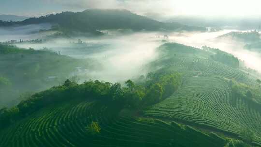 航拍云雾中的茶山