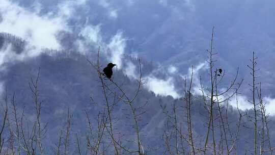 乌鸦在树枝上活动大山