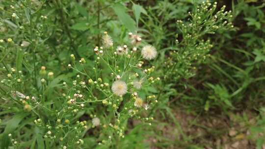 大自然野生植物野草实拍