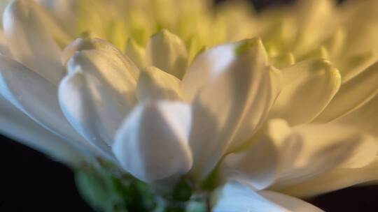 盛开的鲜花祭祀白菊花视频素材模板下载
