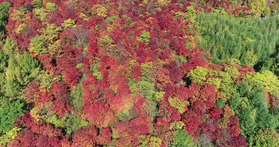 秋季山区枫红柞黄景色