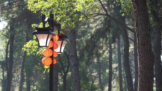清晨公园路灯杆上橘黄色新年灯笼在风中摆动视频素材模板下载