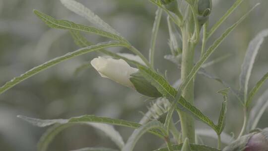 秋葵秋葵花秋葵果实LOG视频素材