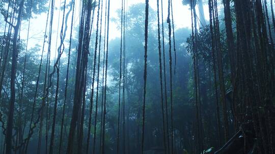 大自然热带雨林风景