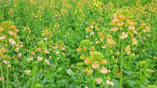 油菜花春天油菜花海油菜花田菜花花海