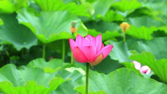 成都望丛祠夏日荷花盛开实拍素材